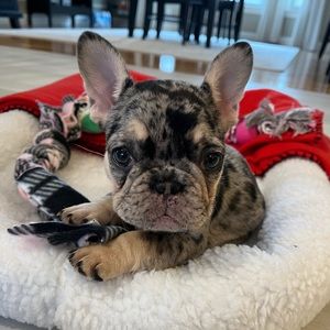 Meet your Posher, Morgan